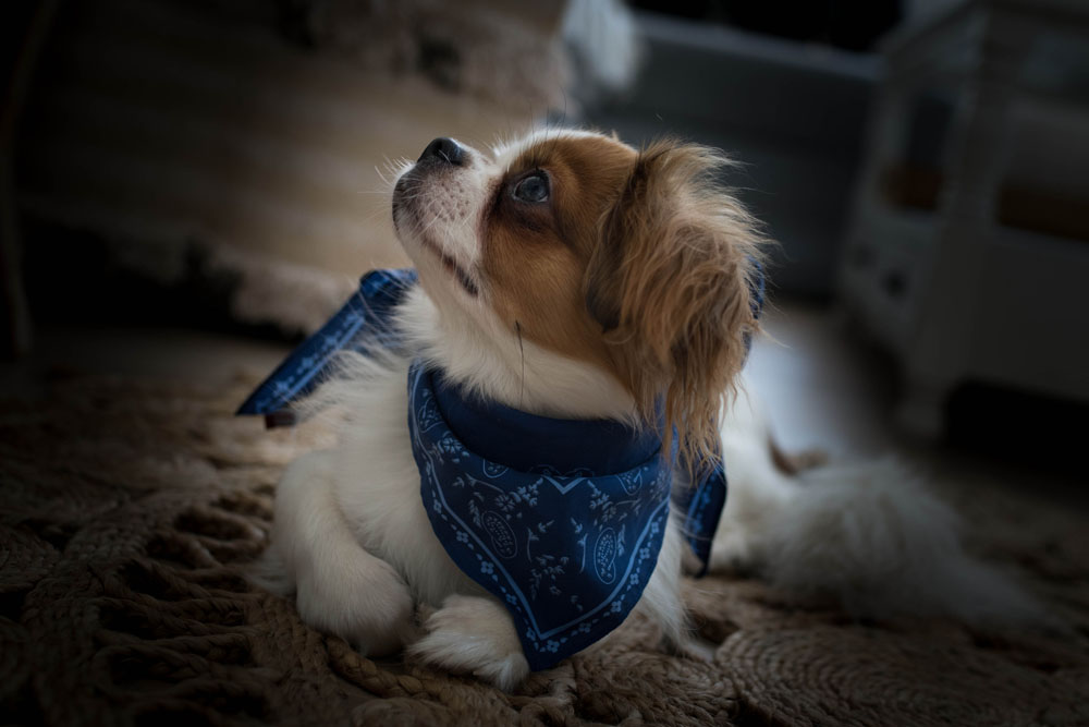 Portrait animal chien avec bandana Emilie Champeyroux Photographies Auvergne Riom Aigueperse