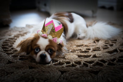 Anniversaire chien toutou avec une couronne Emilie Champeyroux Photographies Auvergne Riom Aigueperse