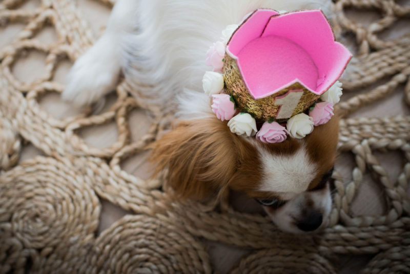 Anniversaire chien toutou avec une couronne Emilie Champeyroux Photographies Auvergne Riom Aigueperse