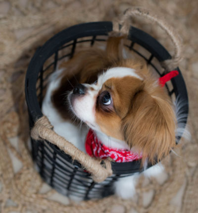 Portrait animal chien avec bandana Emilie Champeyroux Photographies Auvergne Riom Aigueperse