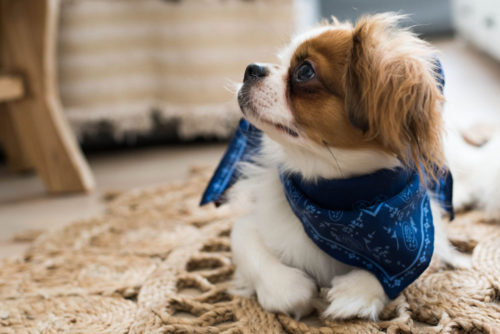 Portrait animal chien avec bandana Emilie Champeyroux Photographies Auvergne Riom Aigueperse